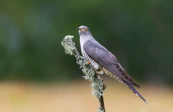 Birleşik Krallık Bir Ağaç Dalına Tünemiş Bir Cuckoo Yaklaş — Stok fotoğraf
