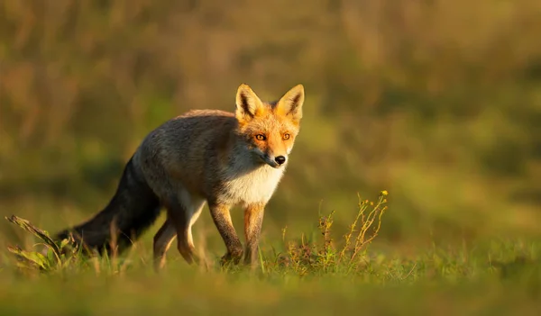 Bir Kızıl Tilki Nin Vulpes Vulpes Doğal Ortamında Yakın Çekim — Stok fotoğraf