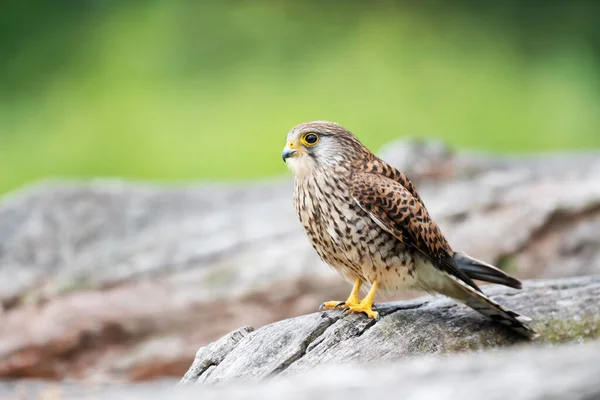 Großaufnahme Eines Turmfalken Auf Einem Baum Vereinigtes Königreich — Stockfoto