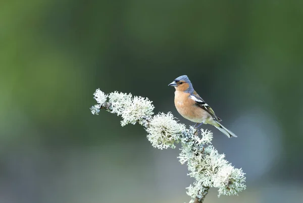 Close Common Chaffinch Fringilla Coelebs Perched Tree Branch England — Stock Photo, Image