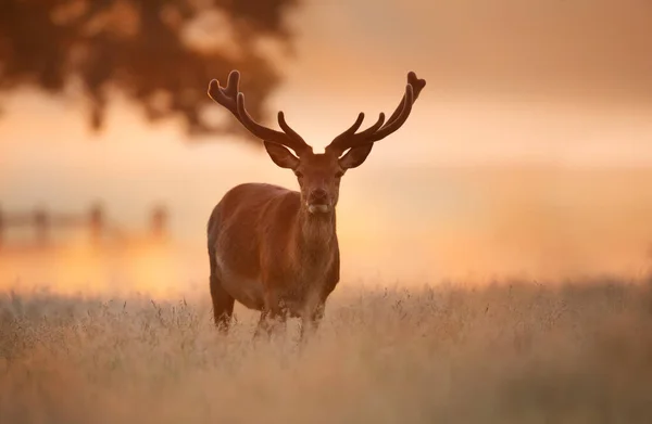 Red Deer Stag Sunrise Summer United Kingdom — Stock Photo, Image
