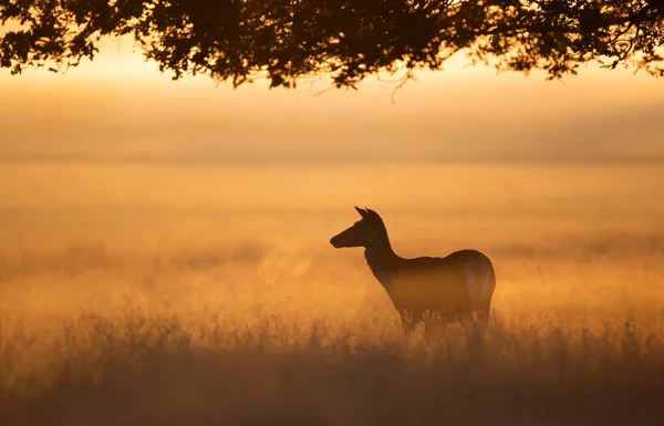 Red Deer Hind Sunrise Summer United Kingdom — Stock Photo, Image