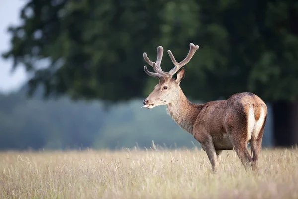 Close Van Een Hertenhert Met Fluwelen Gewei Zomer Verenigd Koninkrijk — Stockfoto