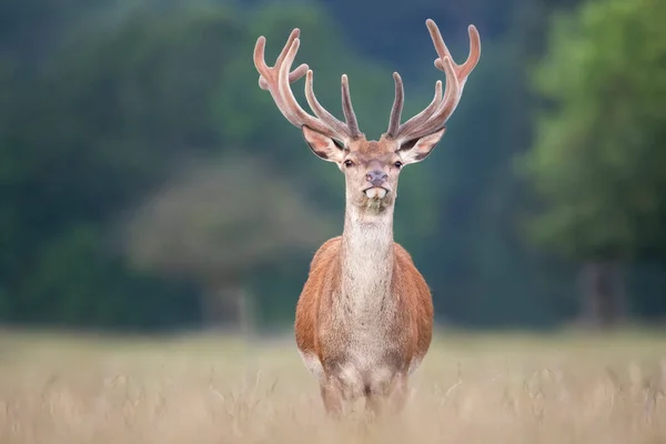 Porträtt Kronhjort Med Sammetshorn Sommaren Storbritannien — Stockfoto