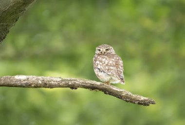 Küçük Baykuşun (Athene noctua) kapanışı, Birleşik Krallık 'ta yazın bir ağaç dalına tünedi..
