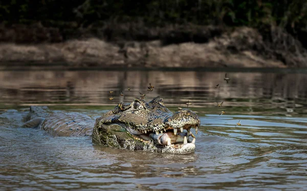 Close Yacare Caiman Caiman Yacare Eating Piranha River South Pantanal — Stock Photo, Image