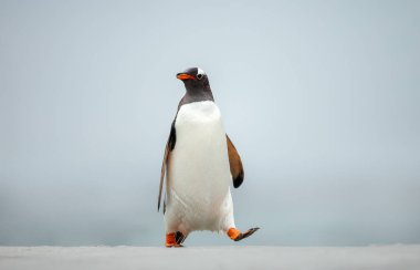 Gentoo penguin walking along a sandy beach on the Falkland Islands, captured in soft misty light with a minimalist background.