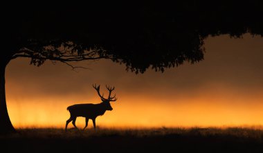 Altın bir gündoğumu sırasında sisli bir tarlada ağacın yanında yürüyen kırmızı geyik silueti atmosferik bir yaban hayatı sahnesi yaratıyor..