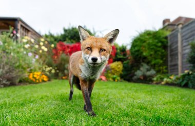 Canlı bir bahçede yeşil bir çimenlikte tetikte duran vahşi bir kızıl tilkinin portresi, İngiltere 'de akıllı ve meraklı bir bakışla doğrudan izleyiciye bakıyor.. 