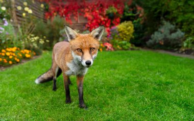 Canlı bir bahçede yeşil bir çimenlikte tetikte duran vahşi bir kızıl tilkinin portresi, İngiltere 'de akıllı ve meraklı bir bakışla doğrudan izleyiciye bakıyor..
