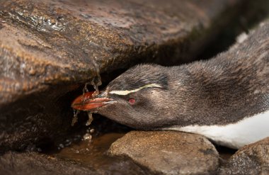 Falkland Adaları 'ndaki kayalık habitatında doğal bir su akışı altında, belirgin sarı armalar, kırmızı gözler ve turuncu gagalı, içen veya duş alan bir Güneyli kaya sıçanı pengueninin (Eudyptes chrysocome) yakın plan portresi..