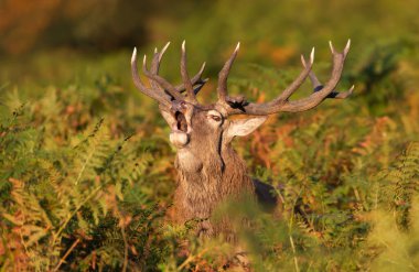 Yoğun eğrelti otlarının ortasında gürleyen güçlü kırmızı geyik sürüsü, İngiltere 'nin sıcak altın sabah ışığında yakalandı..