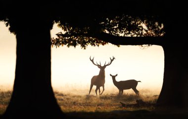 Kızıl Geyik Geyiği (Cervus Elaphus) ve dişi (Cervus Elaphus) bir açık alanda dramatik, altından, sisli gündoğumuna ya da sonbaharda günbatımına karşı ayakta duran görkemli siluetler..