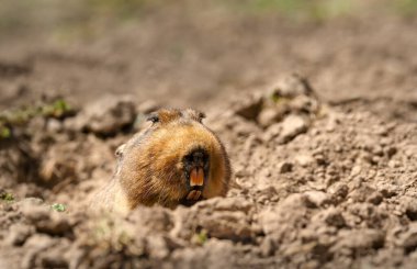 Etyopya 'nın Bale Dağları' ndaki yeraltı yuvasından çıkarken, büyük başlı Afrika Köstebeği (Tachyoryctes makrocephalus), aynı zamanda dev kök fare olarak da bilinir..