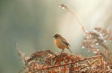 Dişi bir Avrupa Taşkakanı (Saxicola rubicola), İngiltere 'de eğreltiotu dalına nazikçe tünemiş küçük bir kuş..