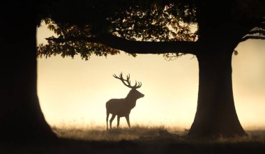 Bir Kızıl Geyik Geyiği 'nin (Cervus Elaphus) görkemli silueti, İngiltere' de sonbaharda dramatik, altından, sisli bir gündoğumuna ya da günbatımına karşı açık bir alanda duruyor..