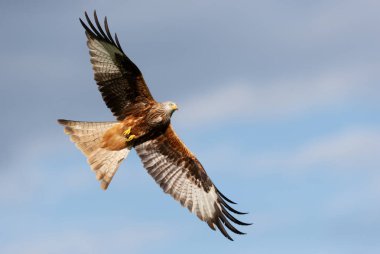 Kırmızı bir uçurtmanın (Milvus milvus) yakın çekimi mavi gökyüzüne doğru yükseliyor, İngiltere.