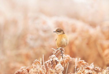 Küçük, kahverengi bir dişi Avrupa taş şapkası (Saxicola rubicola), Birleşik Krallık 'ta kışın don kaplı bir gövdede bulunur..