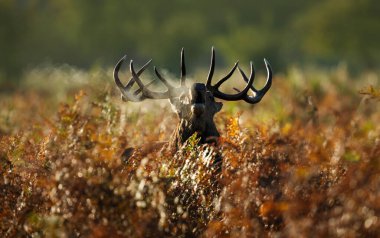 İngiltere 'de sonbahar çiftleşme mevsiminde eğrelti otlarında gürleyen ya da böğüren etkileyici boynuzları olan bir kızıl geyik portresi (Cervus elaphus)..