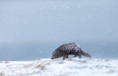 Bir mavi morph kutup tilkisi (Vulpes lagopus), İzlanda 'nın uzak Hornstrandir Doğa Rezervi' ndeki karlı bir arazide kar fırtınasında yürüyor..