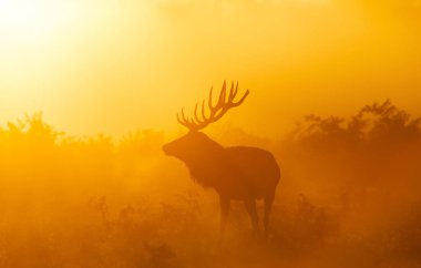 Bir Kızıl Geyik Geyiği 'nin (Cervus Elaphus) görkemli silueti, İngiltere' de sonbaharda dramatik, altından, sisli bir gündoğumuna ya da günbatımına karşı bir çayırda duruyor..