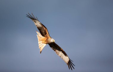 Kırmızı bir uçurtmanın (Milvus milvus) yakın çekimi mavi gökyüzüne doğru yükseliyor, İngiltere.