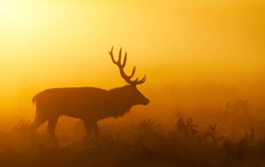 Bir Kızıl Geyik Geyiği 'nin (Cervus Elaphus) görkemli silueti, İngiltere' de sonbaharda dramatik, altından, sisli bir gündoğumuna ya da günbatımına karşı bir çayırda yürüyor..