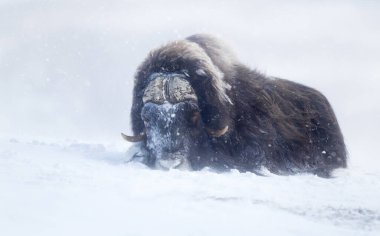 Güçlü bir misk öküzü (Ovibos mosçatus) Norveç 'in Dovrefjell Ulusal Parkı' ndaki doğal yaşam alanında şiddetli bir kar fırtınası sırasında yatmaktadır..