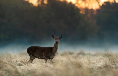 Kızıl geyik dişi arka (Cervus elaphus), gündoğumunda sisli bir sonbahar tarlasında durur..