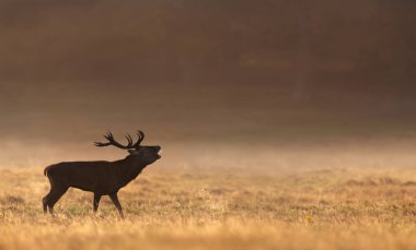 Kızıl geyik silueti (Cervus elaphus), altın bir gündoğumu sırasında sisli bir tarlada sevişerek dramatik ve atmosferik bir yaban hayatı sahnesi yaratır..