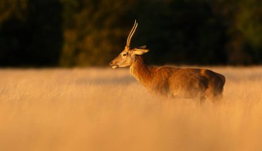 Gün doğumunda, İngiltere 'de bir çayırda uzun otların üzerinde duran genç bir kızıl geyiğin yakın çekimi..