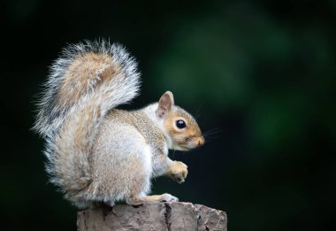 Vahşi bir Doğu gri sincabı (Sciurus carolinensis) İngiltere 'de bir ağaç kütüğüne tünemiş fındık tutar ve yer..