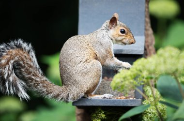 Vahşi bir Doğu gri sincabı (Sciurus carolinensis) İngiltere 'de bir bahçe ortamında sincap yemliğinden fındık ve tohum yiyor..