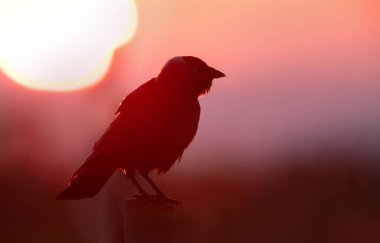 Batılı bir Jackdaw 'ın silueti (Coloeus monedula) batan güneşin ya da yükselen güneşin parlak, kırmızı ve turuncu parıltısıyla şiddetle zıt bir çit direğine tünemişti..
