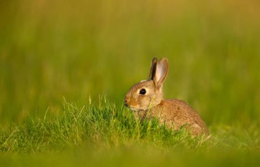 Genç bir Avrupa tavşanının (Oryctolagus cuniculus) yakın plan portresi. Şafak veya alacakaranlıkta yeşil bir çayırda oturuyor..