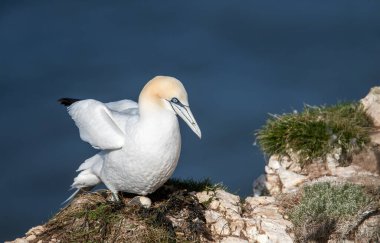 Kuzey sümsük kuşu (Morus bassanus), bir kayalık kayalık kayalıklardaki yuvasında, mavi bir okyanus arka planına karşı, göbeğinin altındaki tek bir yumurtayı ortaya çıkararak korunaklı bir şekilde oturmaktadır..