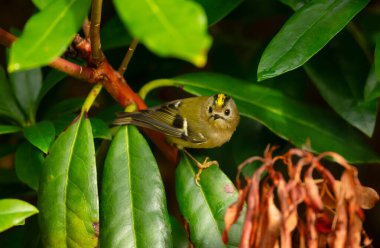 Küçük, vahşi bir Goldcrest (Regulus regulus), Avrupa 'nın en küçük kuşu, Birleşik Krallık' ta bir ağaç dalına tünemiştir..