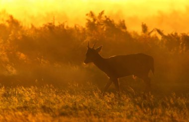 Genç bir geyik geyiğinin silueti (Dama dama) bir çayırda altın sisli bir gündoğumuna ya da sonbaharda günbatımına karşı yürüyor.