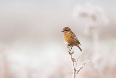 Küçük, kahverengi bir dişi Avrupa Taşkakan Kuşu (Saxicola rubicola), İngiltere 'de yumuşak, mavi ve gri kış arka planına karşı don kaplı bir dala tünemektedir..