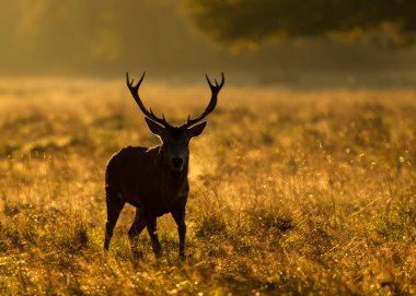 Bir Kızıl Geyik Geyiği 'nin (Cervus Elaphus) görkemli silueti, İngiltere' de sonbaharda dramatik, altından, sisli bir gündoğumuna ya da günbatımına karşı bir çayırda duruyor..