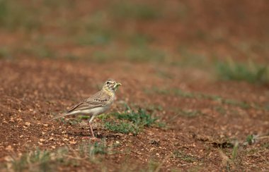 Bulgaristan 'daki doğal habitatında daha büyük bir kısa parmaklı tarla kuşu (Calandrella brachydactyla), gagasında muhtemelen yavrusunu beslemek için bir yeşil böcek veya larva barındırır..
