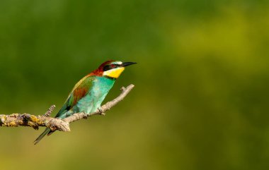 Avrupalı canlı bir arı yiyici (Merops apiaster) yazın bir ağaç dalına tüneyerek Bulgaristan 'ın doğal habitatındaki çarpıcı tüylerini sergiledi..