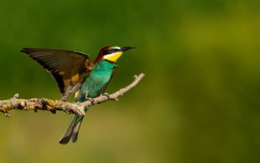 Canlı bir Avrupalı arı yiyici (Merops apiaster) yazın bir ağaç dalına kanatları yayılarak, Bulgaristan 'ın doğal habitatında çarpıcı tüylerini sergiliyor.