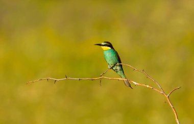 Avrupalı canlı bir arı yiyici (Merops apiaster) yazın bir dal üzerine tüneyerek, Bulgaristan 'ın doğal habitatındaki çarpıcı tüylerini sergiledi..