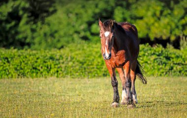 Kahverengi bir at İngiltere 'nin bereketli yaz bitkileriyle çevrili güneşli yeşil bir çayırda sakince duruyor..