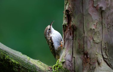 Avrasya Ağaç Bekçisi (Certhia familiaris), İngiltere 'de yeşil bir ormanlık alanda böcek ararken bir ağaç gövdesine tutunur..