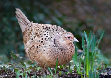 Doğal bir ortamda yiyecek arayan kahverengi ve benekli bir dişi sülünün (Phasianus colchicus) yakın plan portresi, İngiltere.