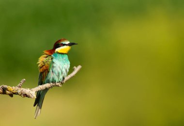 Avrupalı canlı bir arı yiyici (Merops apiaster) yazın bir ağaç dalına tüneyerek Bulgaristan 'ın doğal habitatındaki çarpıcı tüylerini sergiledi..