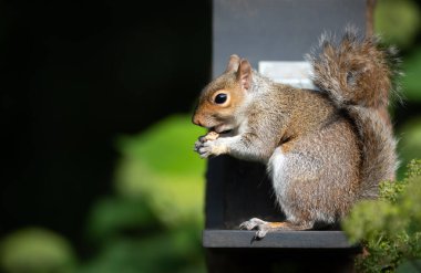 Vahşi bir Doğu gri sincabı (Sciurus carolinensis) İngiltere 'de bir bahçe ortamında sincap yemliğinden fındık ve tohum yiyor..