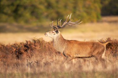 Sonbaharda İngiltere 'de bir çayırda büyük boynuzları olan görkemli kırmızı bir geyiğin yakın çekimi..